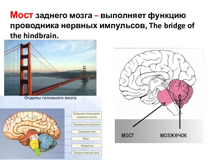 Мост заднего мозга – выполняет функцию проводника нервных импульсов, The bridge of the hindbrain.