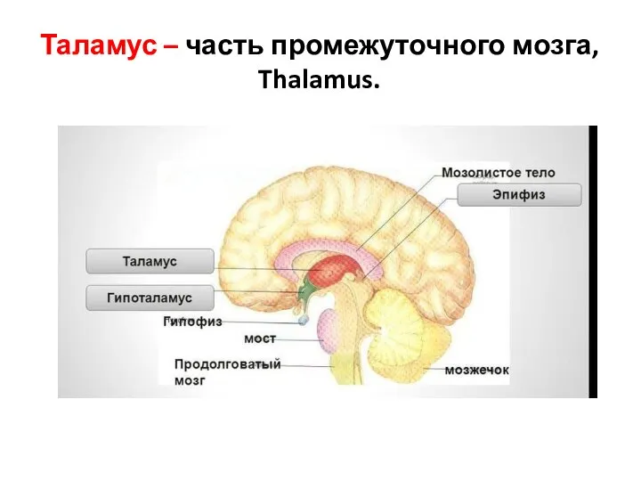 Таламус – часть промежуточного мозга, Thalamus.