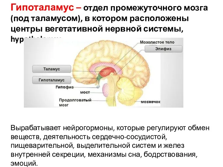 Гипоталамус – отдел промежуточного мозга (под таламусом), в котором расположены центры вегетативной