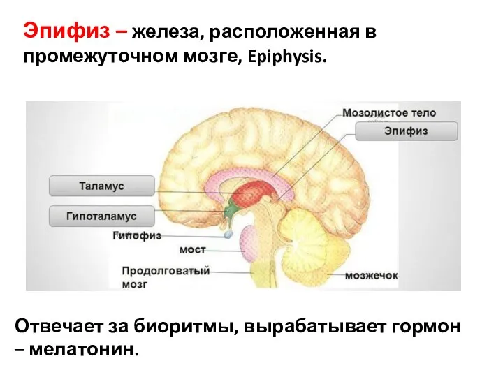 Эпифиз – железа, расположенная в промежуточном мозге, Epiphysis. Отвечает за биоритмы, вырабатывает гормон – мелатонин.