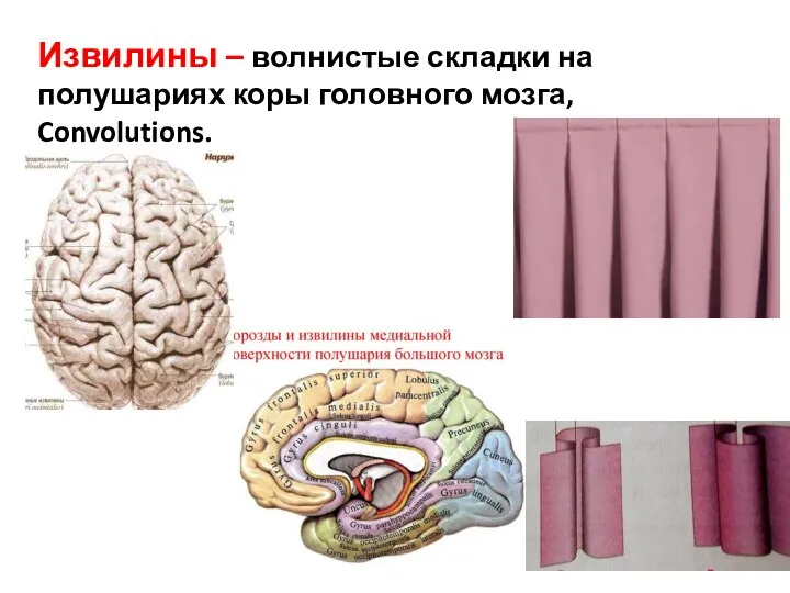 Извилины – волнистые складки на полушариях коры головного мозга, Convolutions.