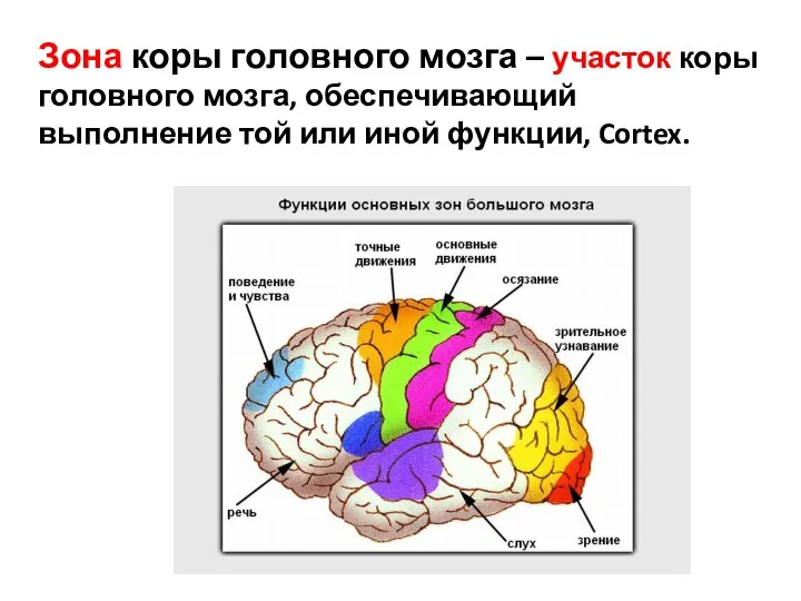 Зона коры головного мозга – участок коры головного мозга, обеспечивающий выполнение той или иной функции, Cortex.