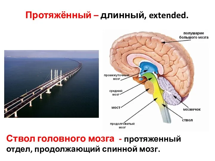 Протяжённый – длинный, extended. Ствол головного мозга - протяженный отдел, продолжающий спинной мозг.