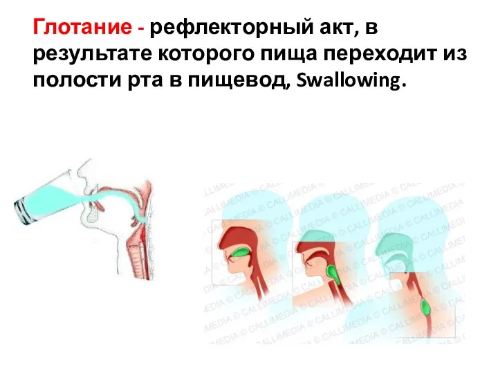 Глотание - рефлекторный акт, в результате которого пища переходит из полости рта в пищевод, Swallowing.