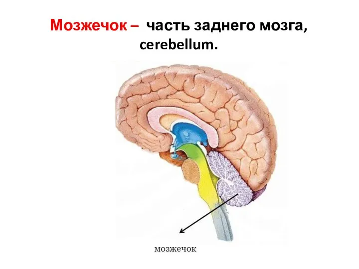 Мозжечок – часть заднего мозга, cerebellum.