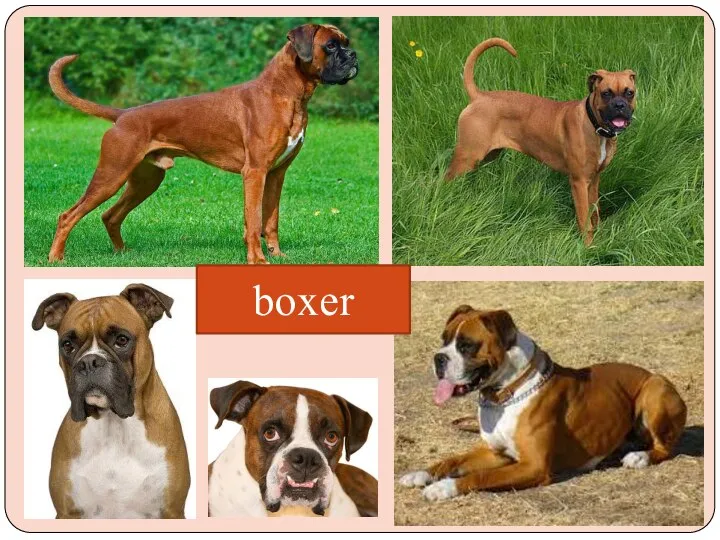 boxer