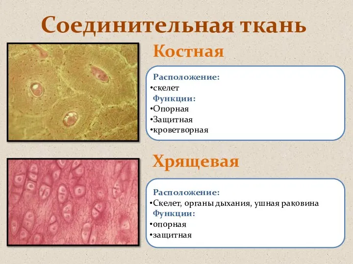 Соединительная ткань Костная Хрящевая Расположение: скелет Функции: Опорная Защитная кроветворная Расположение: Скелет,