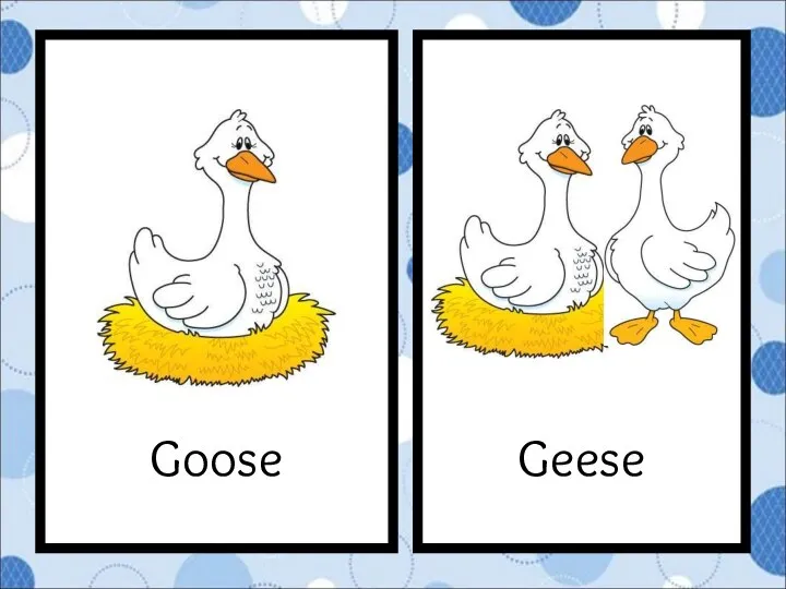Geese Goose