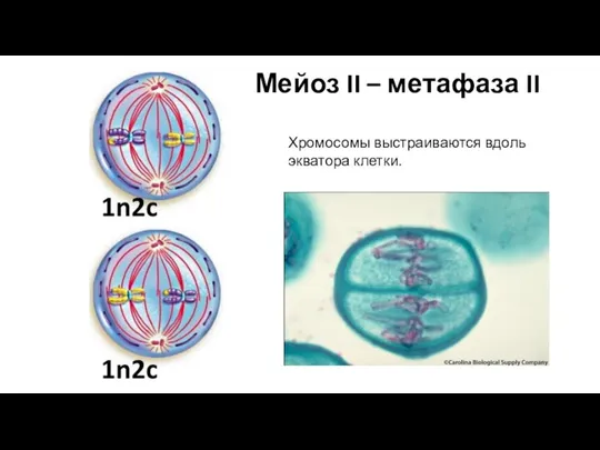 Мейоз II – метафаза II Хромосомы выстраиваются вдоль экватора клетки.