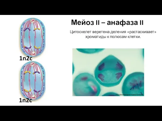 Мейоз II – анафаза II Цитоскелет веретена деления «растаскивает» хроматиды к полюсам клетки.