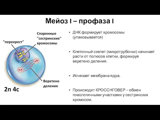 Мейоз I – профаза I ДНК формирует хромосомы (упаковывается) Клеточный скелет (микротрубочки)