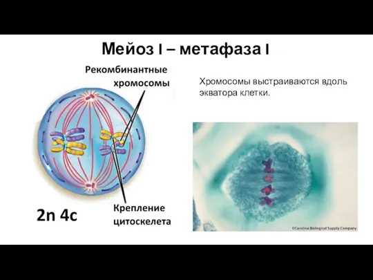 Мейоз I – метафаза I Хромосомы выстраиваются вдоль экватора клетки.