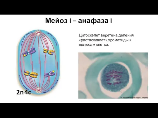 Мейоз I – анафаза I Цитоскелет веретена деления «растаскивает» хроматиды к полюсам клетки.