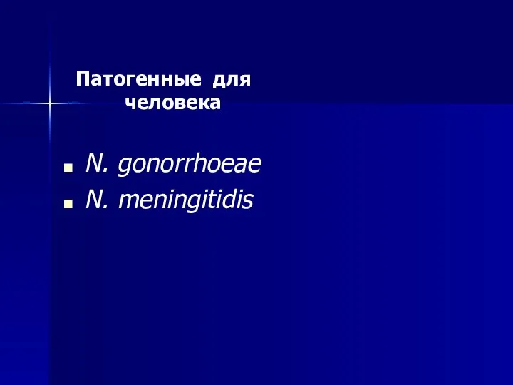 Патогенные для человека N. gonorrhoeae N. meningitidis