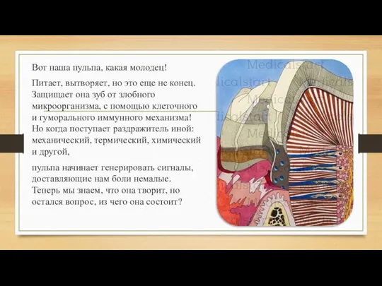 Вот наша пульпа, какая молодец! Питает, вытворяет, но это еще не конец.