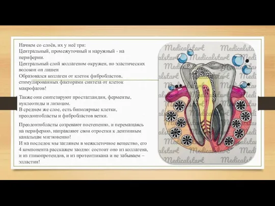 Начнем со слоёв, их у неё три: Центральный, промежуточный и наружный -