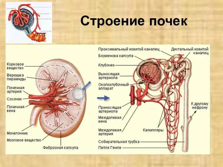 Строение почек