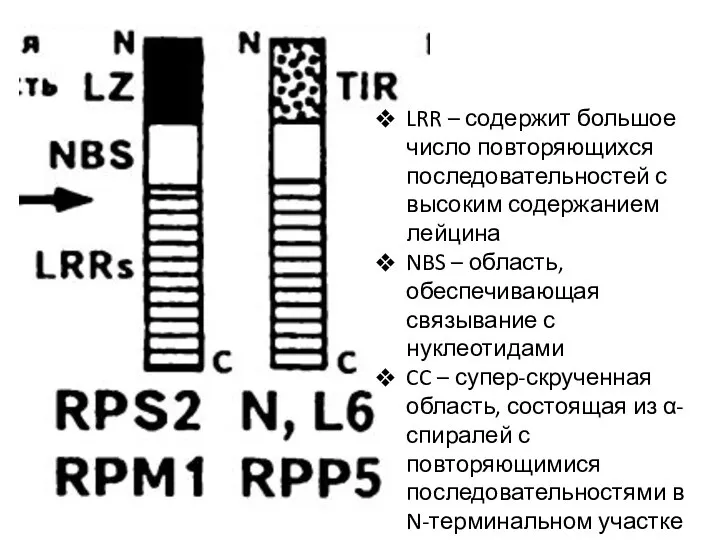 LRR – содержит большое число повторяющихся последовательностей с высоким содержанием лейцина NBS