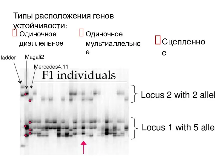 Типы расположения генов устойчивости: Одиночное диаллельное Одиночное мультиаллельное Сцепленное