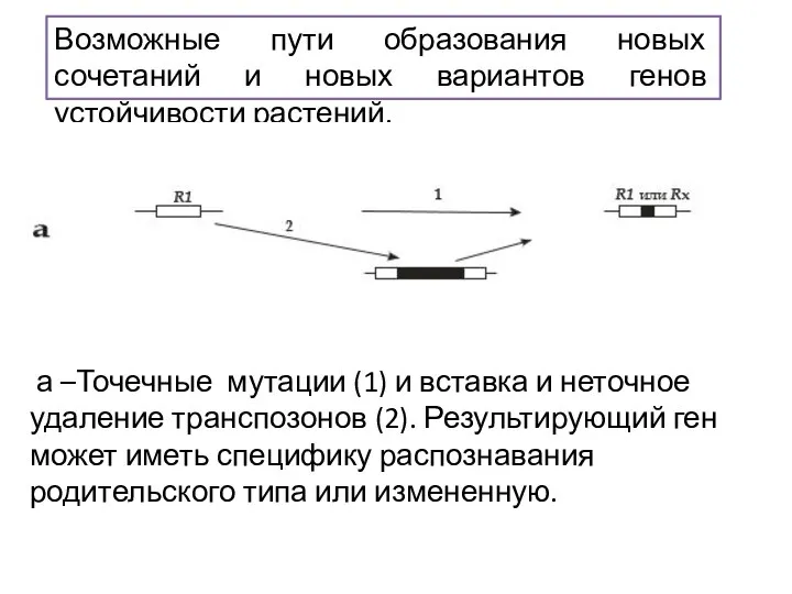 Возможные пути образования новых сочетаний и новых вариантов генов устойчивости растений. а