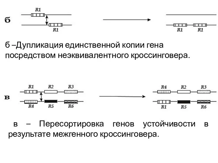 б –Дупликация единственной копии гена посредством неэквивалентного кроссинговера. в – Пересортировка генов