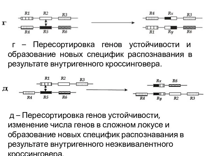 г – Пересортировка генов устойчивости и образование новых специфик распознавания в результате