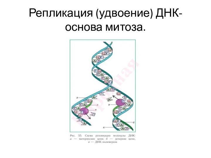 Репликация (удвоение) ДНК-основа митоза.