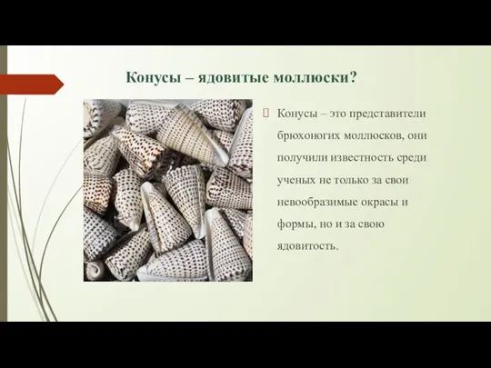 Конусы – ядовитые моллюски? Конусы – это представители брюхоногих моллюсков, они получили