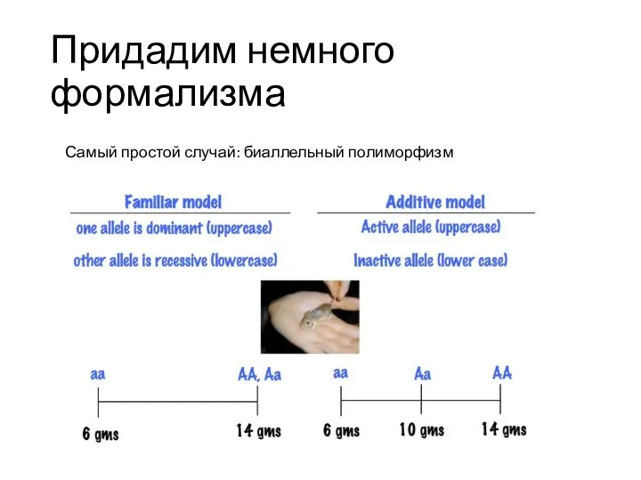 Придадим немного формализма Самый простой случай: биаллельный полиморфизм