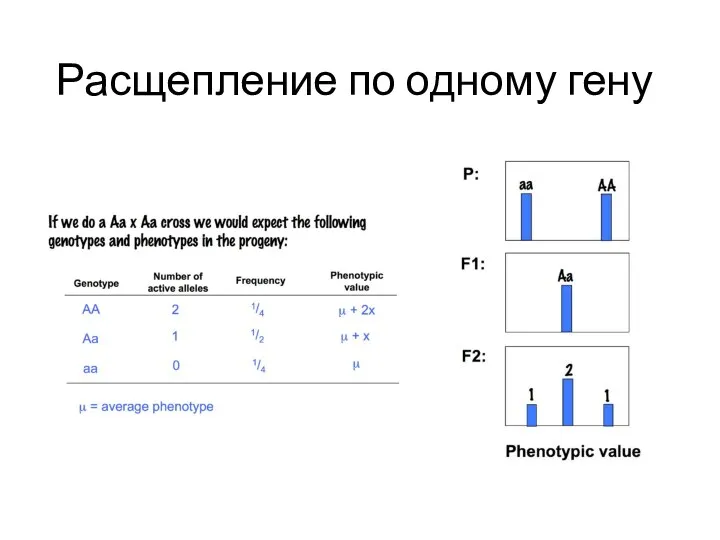 Расщепление по одному гену