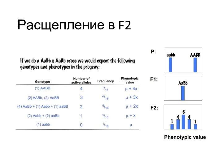 Расщепление в F2