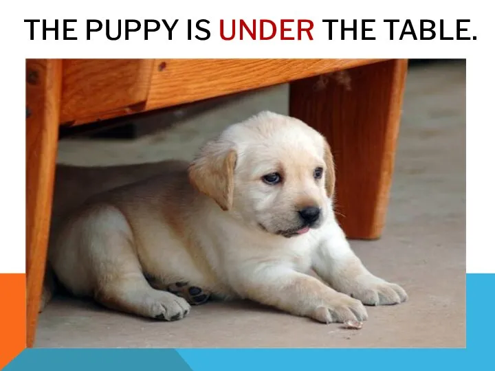 THE PUPPY IS UNDER THE TABLE.