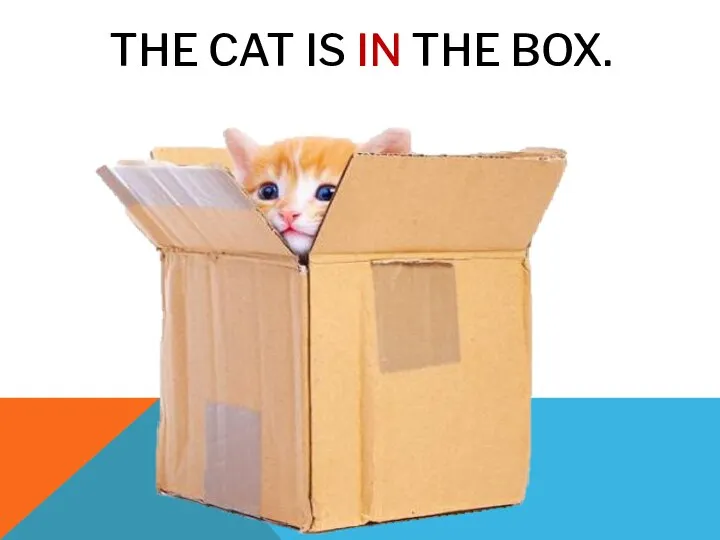 THE CAT IS IN THE BOX.
