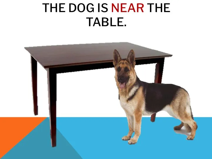 THE DOG IS NEAR THE TABLE.