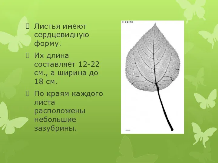 Листья имеют сердцевидную форму. Их длина составляет 12-22 см., а ширина до