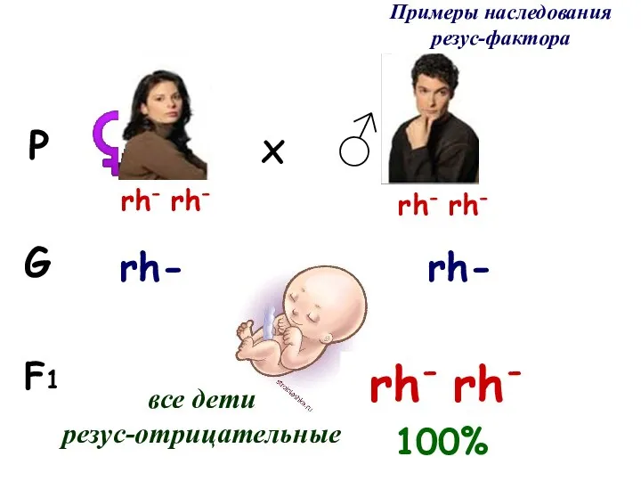 Примеры наследования резус-фактора F1 G P ♀ ♂ x rh- rh- rh-