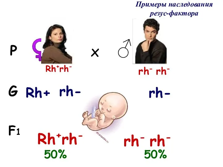 Примеры наследования резус-фактора F1 G P ♀ ♂ x Rh+rh- rh- Rh+