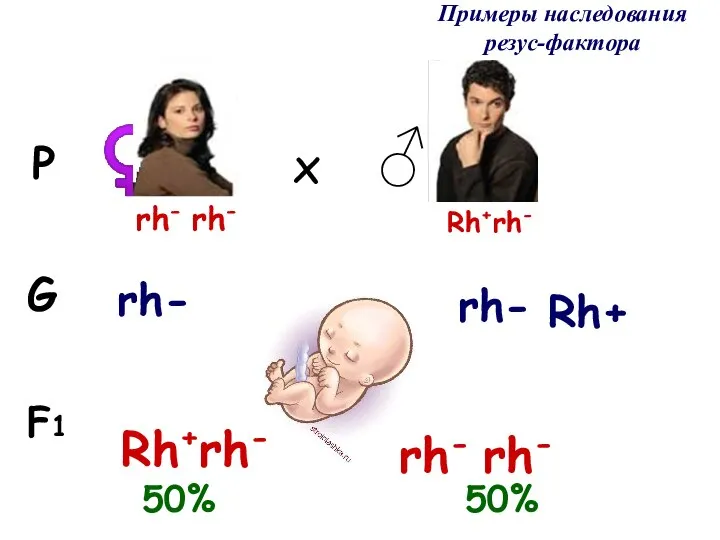 Примеры наследования резус-фактора F1 G P ♀ ♂ x Rh+rh- rh- Rh+