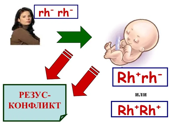 rh- rh- Rh+rh- или Rh+Rh+ РЕЗУС- КОНФЛИКТ