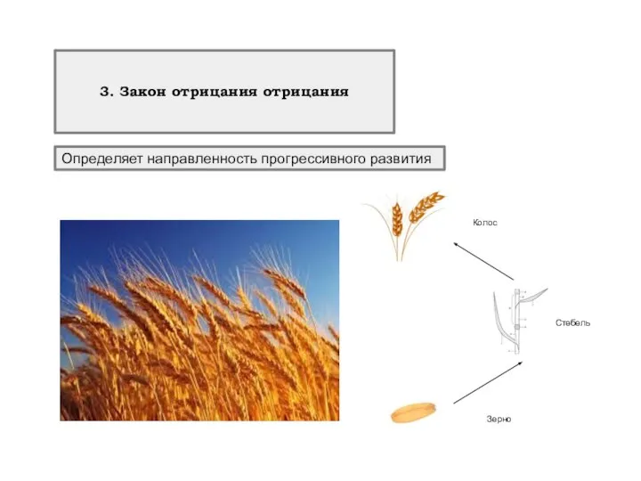 3. Закон отрицания отрицания Определяет направленность прогрессивного развития Зерно Стебель Колос