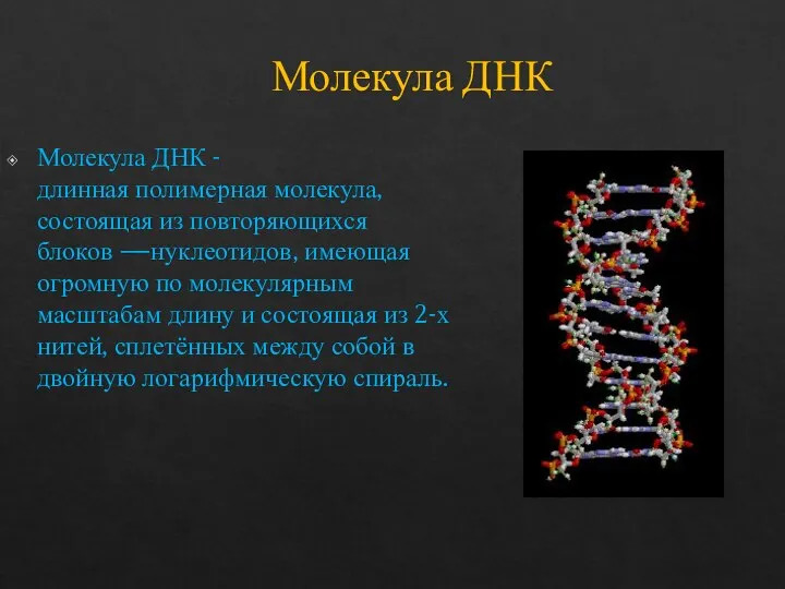 Молекула ДНК Молекула ДНК -длинная полимерная молекула, состоящая из повторяющихся блоков —нуклеотидов,