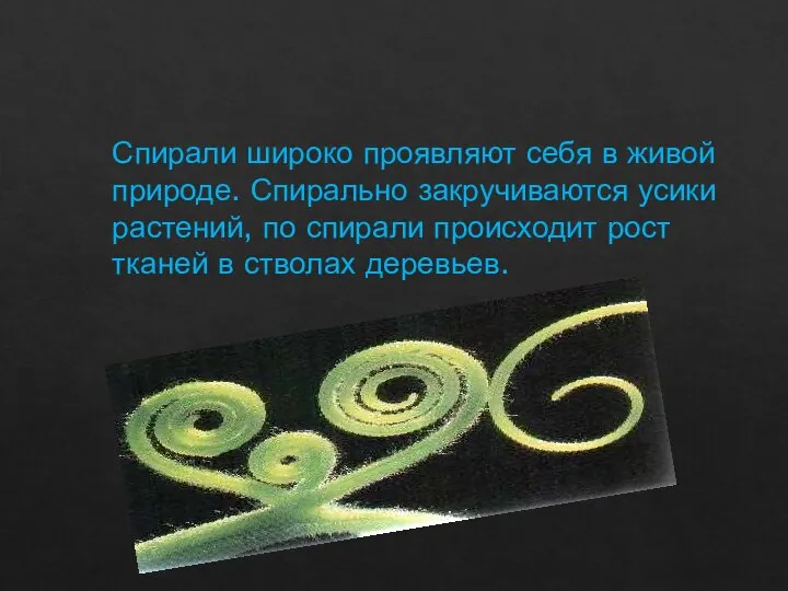 Спирали широко проявляют себя в живой природе. Спирально закручиваются усики растений, по