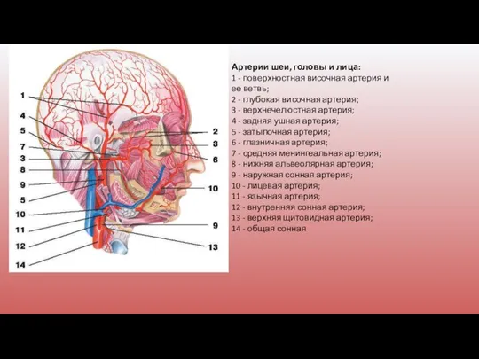 Артерии шеи, головы и лица: 1 - поверхностная височная артерия и ее
