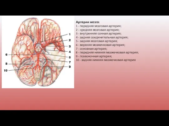 Артерии мозга: 1 - передняя мозговая артерия; 2 - средняя мозговая артерия;
