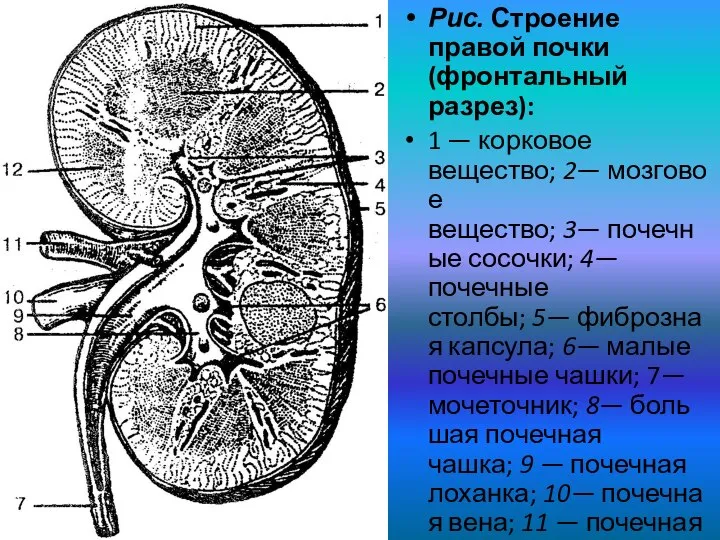 Рис. Строение правой почки (фронтальный разрез): 1 — корковое вещество; 2— мозговое