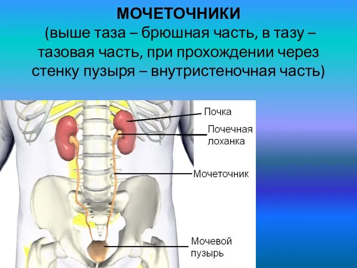 МОЧЕТОЧНИКИ (выше таза – брюшная часть, в тазу – тазовая часть, при