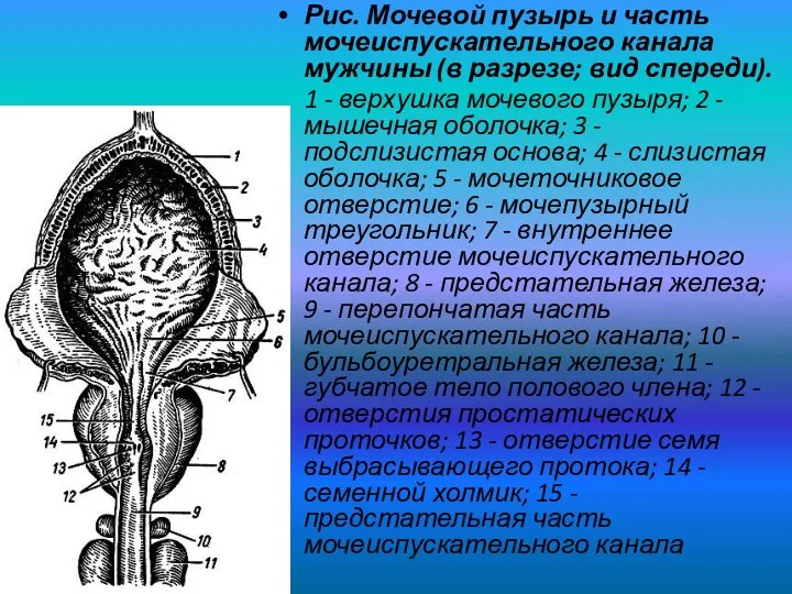 Рис. Мочевой пузырь и часть мочеиспускательного канала мужчины (в разрезе; вид спереди).