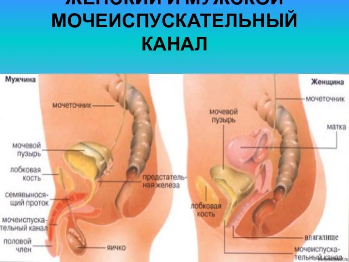 ЖЕНСКИЙ И МУЖСКОЙ МОЧЕИСПУСКАТЕЛЬНЫЙ КАНАЛ