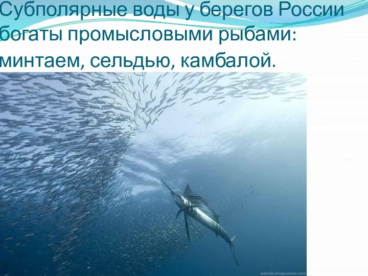 Субполярные воды у берегов России богаты промысловыми рыбами: минтаем, сельдью, камбалой.