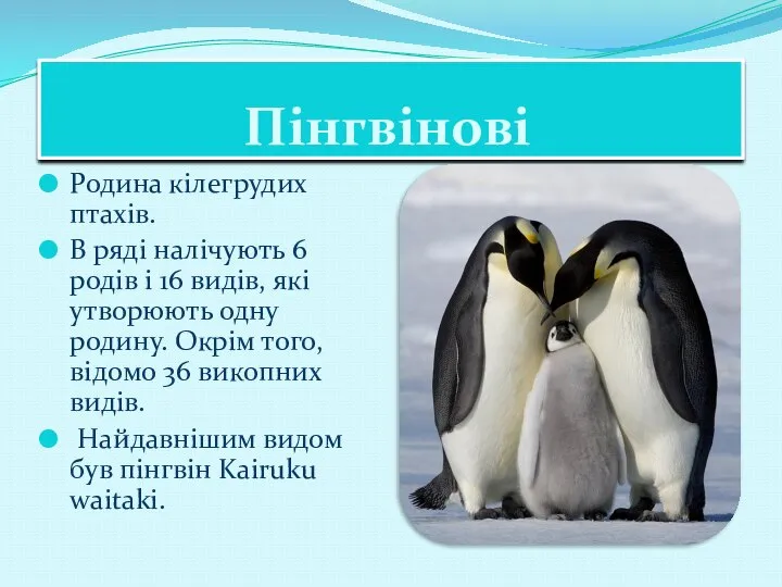 Пінгвінові Родина кілегрудих птахів. В ряді налічують 6 родів і 16 видів,